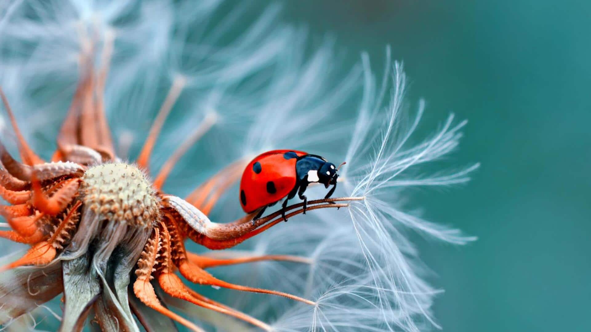 Fotografi Daun Makro: Menangkap Beragam Tekstur dengan Presisi