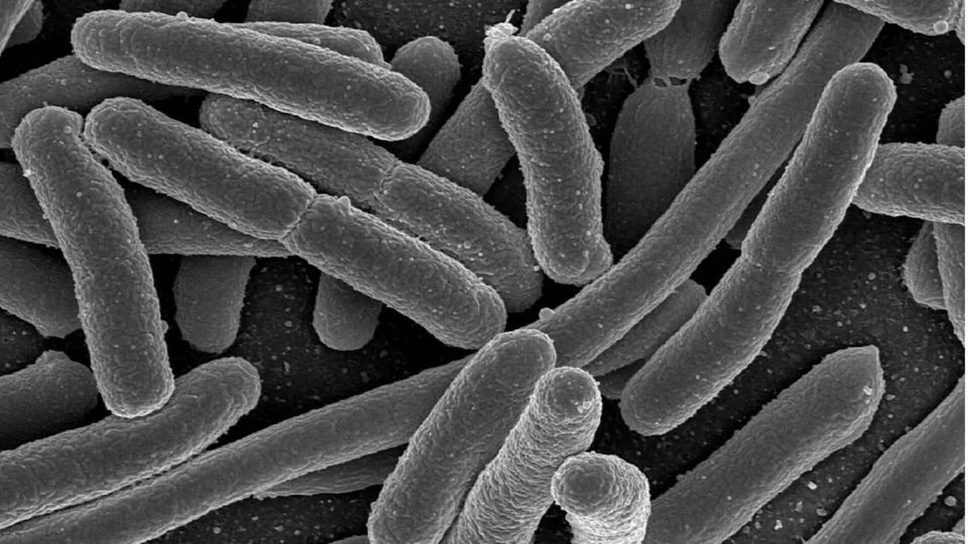 Peran Penting Bakteri dalam Ekosistem Kita