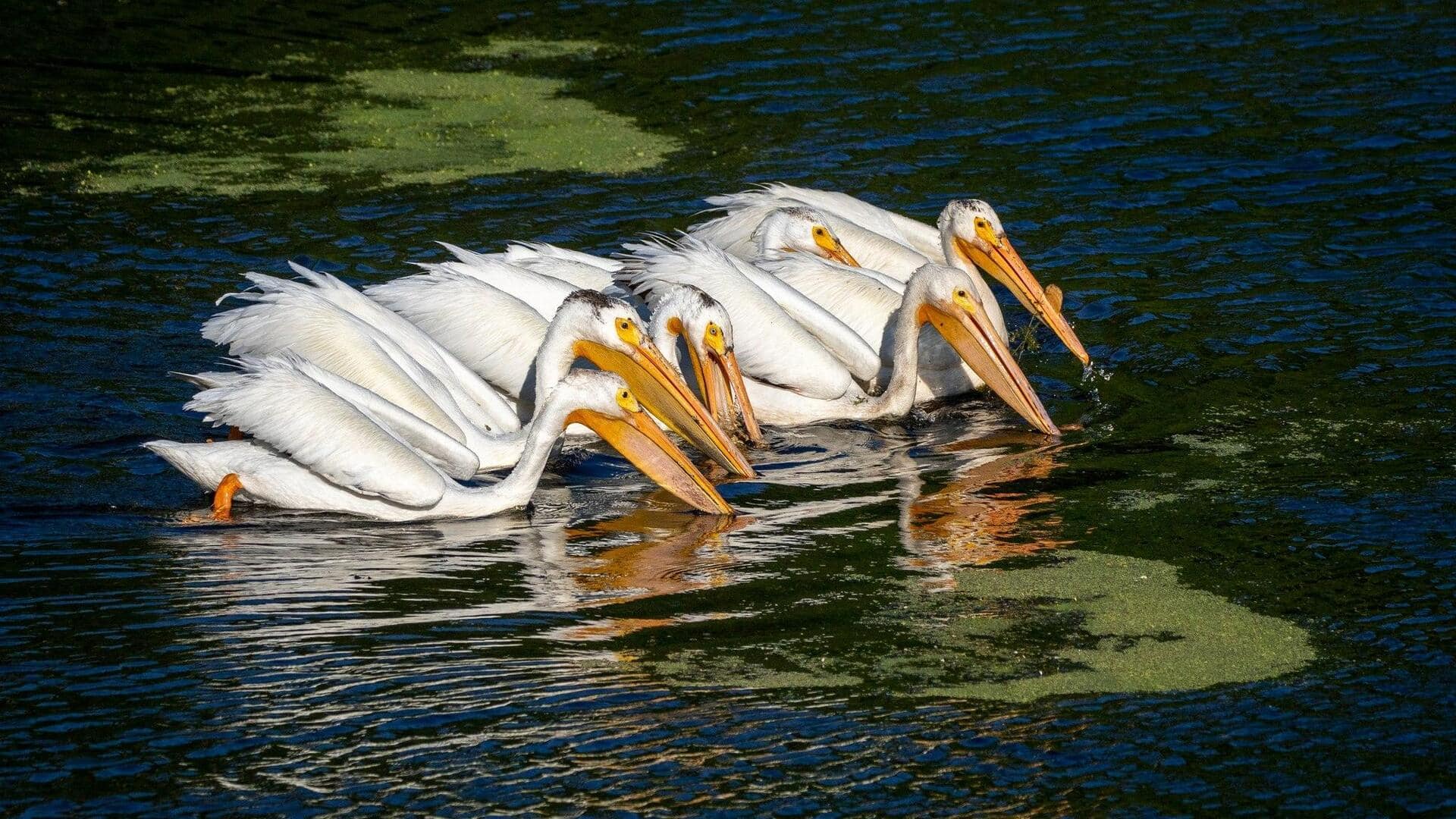 Strategi Pemberian Makan Pelikan: Adaptasi untuk Bertahan Hidup