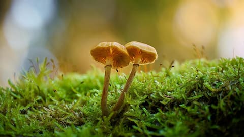 Cara Unik Lumut Membantu Kebun Berkelanjutan