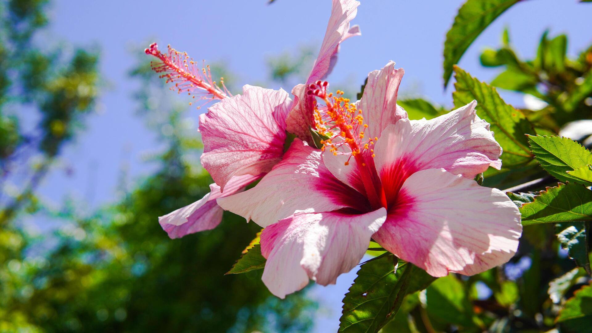 Membuat hidangan penutup dengan kelopak hibiscus yang berwarna-warni Membuat hidangan penutup dengan kelopak hibiscus yang berwarna-warni