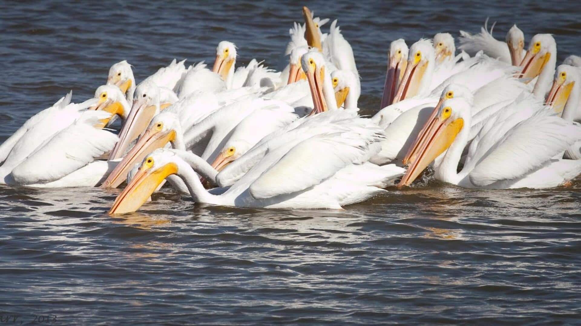 Lima Taktik Kolaboratif dari Sekawanan Pelikan yang Menakjubkan