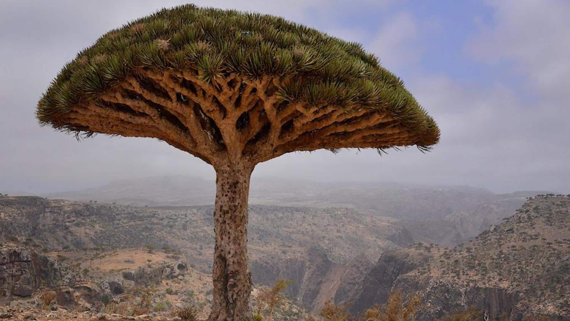 Pesona Alam Pulau Socotra, Yaman