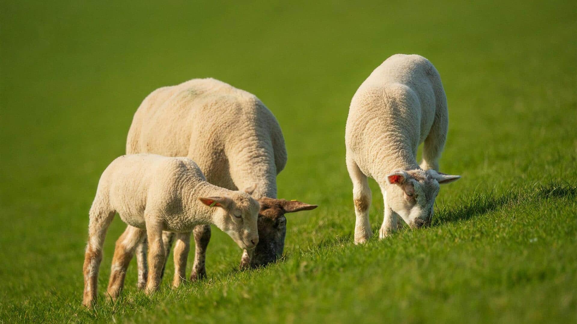 Domba: Penjaga Keanekaragaman Hayati Lokal