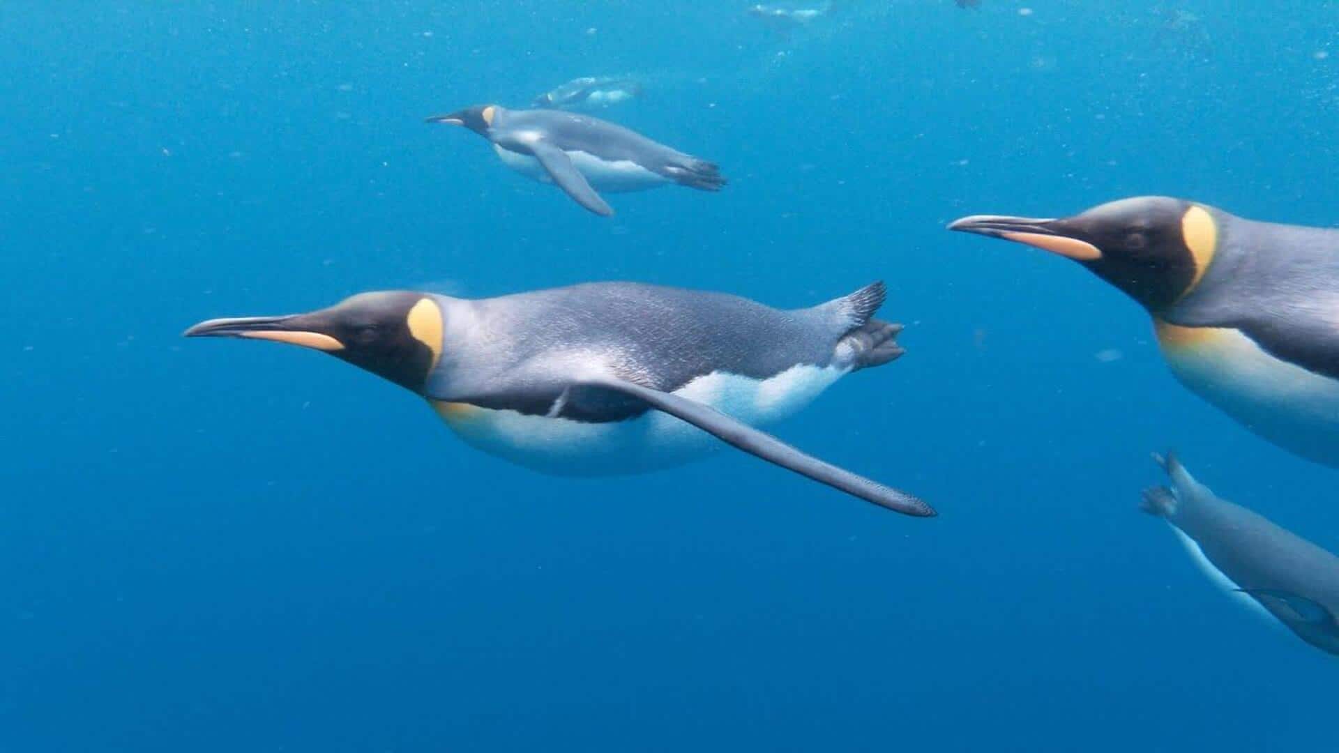 Mengungkap Keanggunan Akrobatik Penguin di Bawah Laut