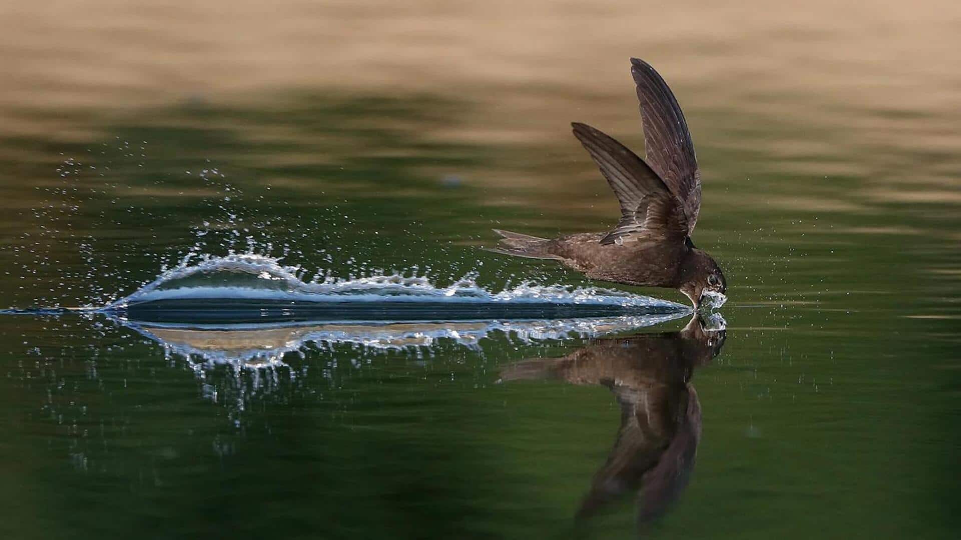 Lima Cara Cerdas Swift dalam Mengambil Air