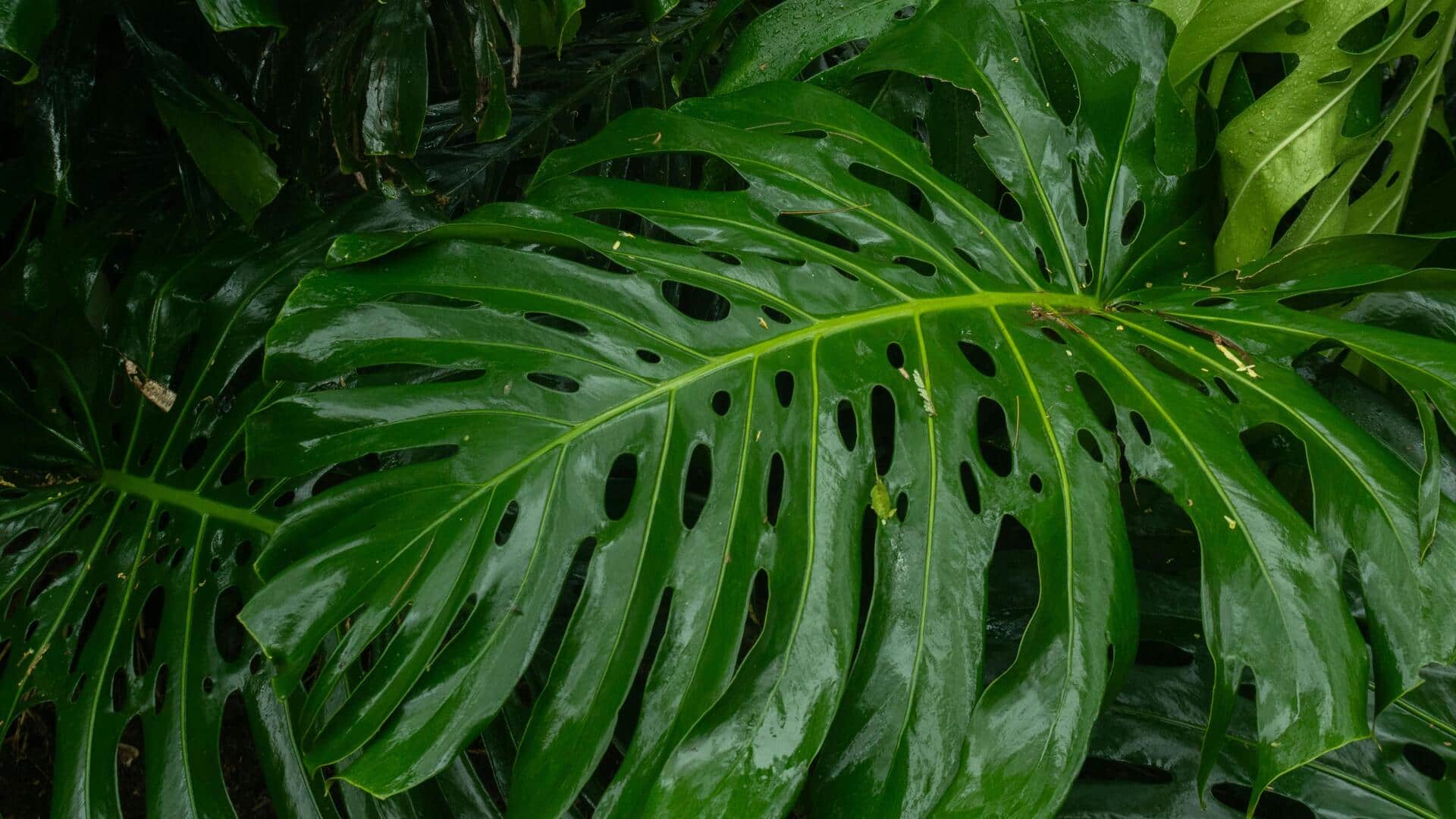 Menemukan Keindahan Lacy Tree Philodendron di Dalam Ruangan