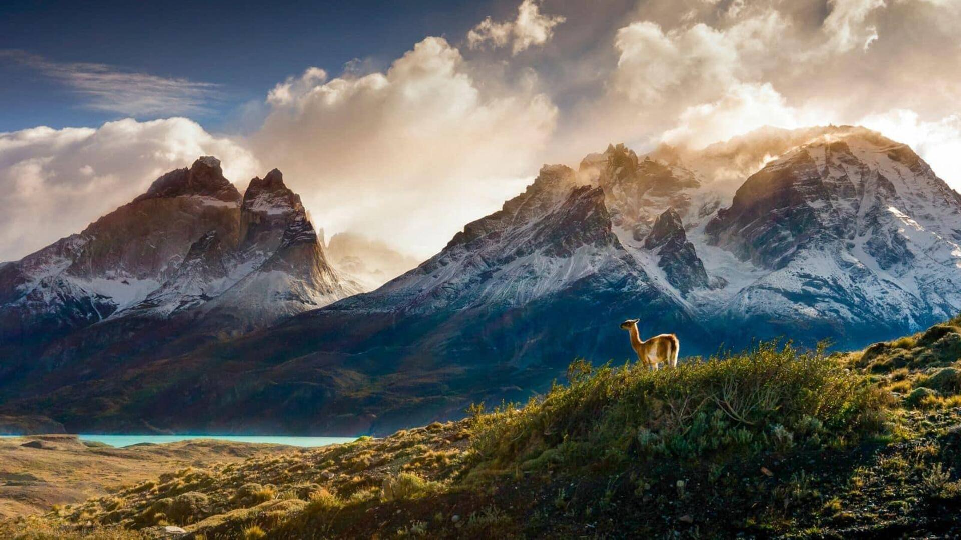 Saksikan tontonan satwa liar musiman di Patagonia