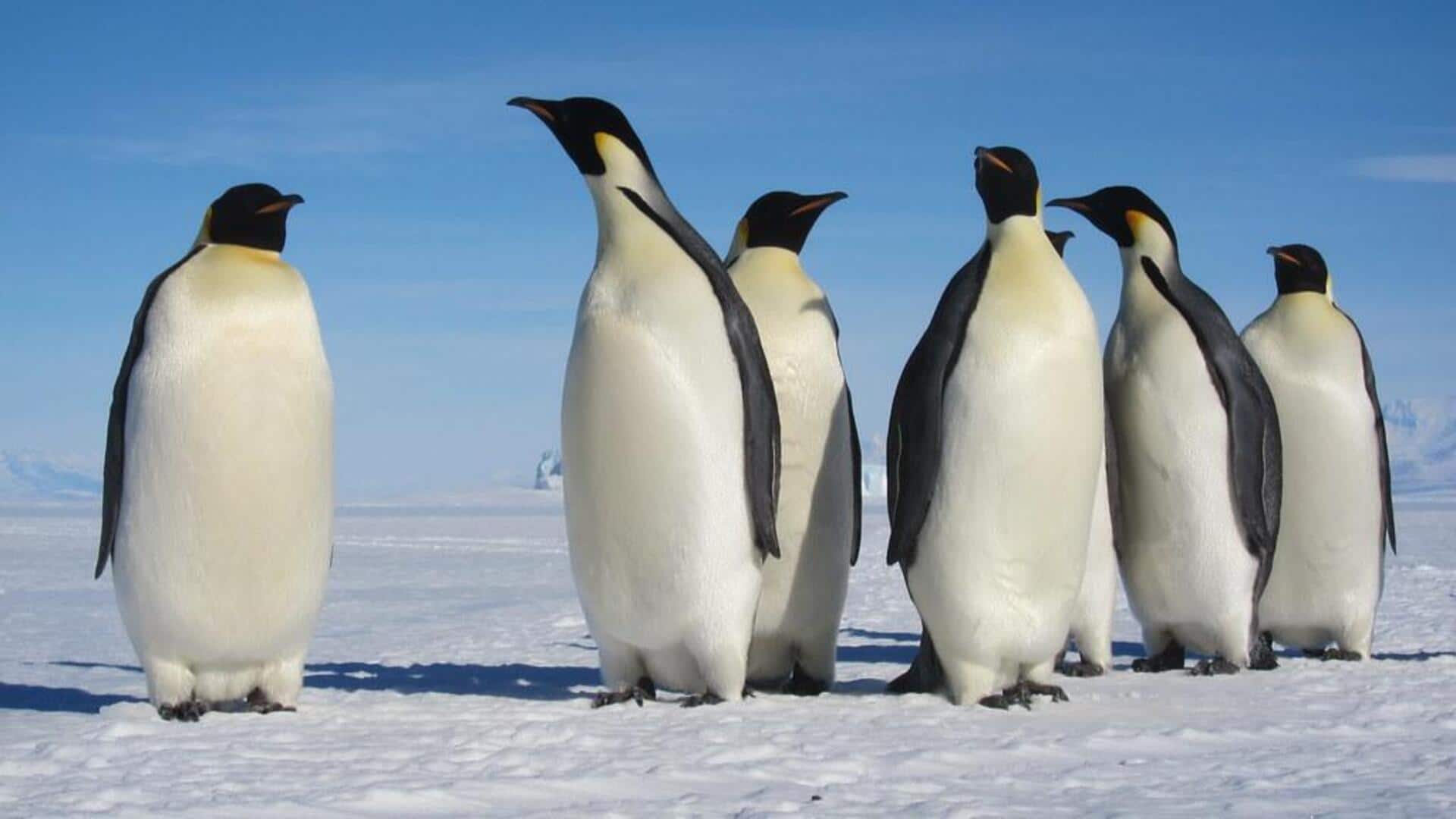 Adaptasi unik penguin kaisar di habitat dingin Adaptasi unik penguin kaisar di habitat dingin