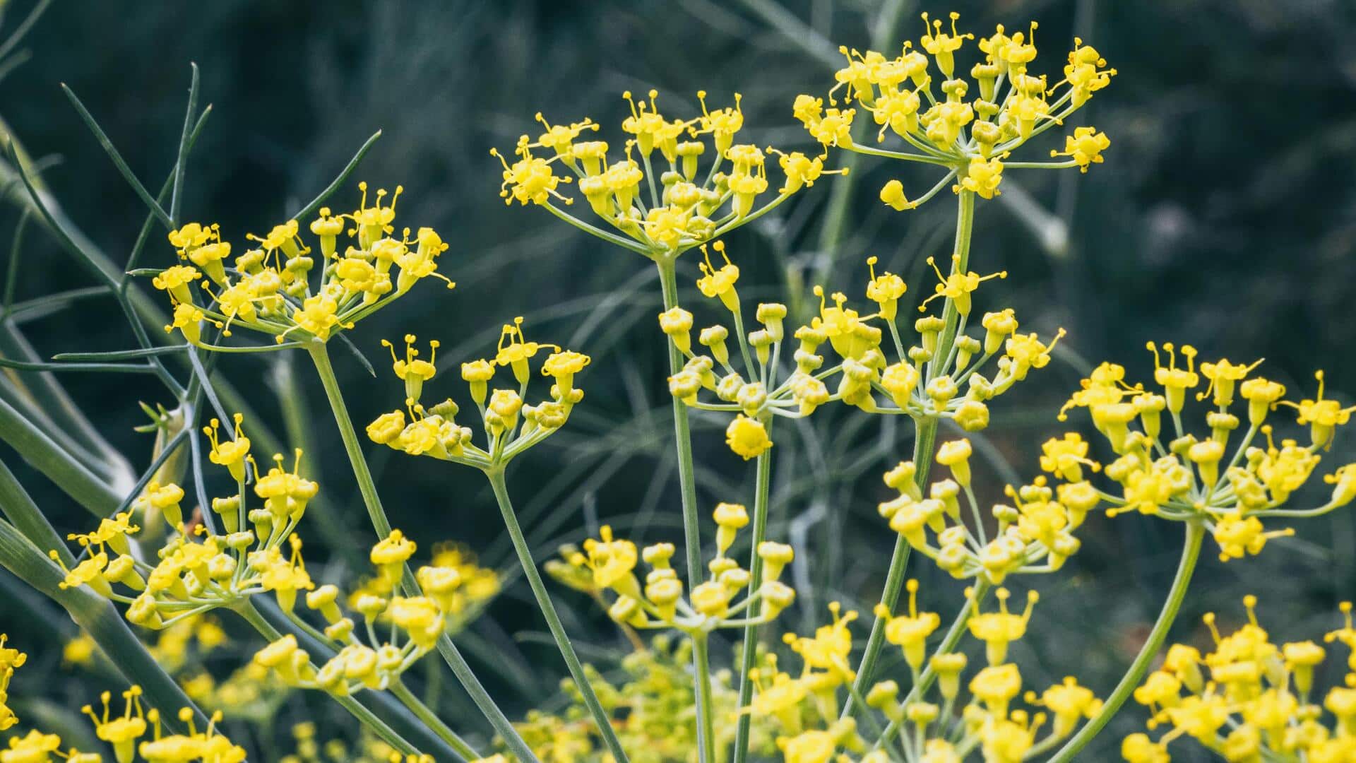 Lima Manfaat Mengejutkan dari Menanam Adas di Kebun Anda