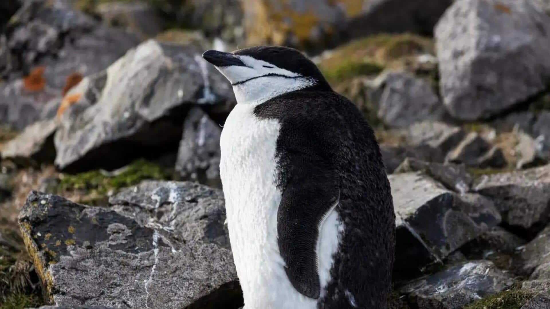 Mempelajari Kebiasaan dan Pentingnya Tidur bagi Penguin