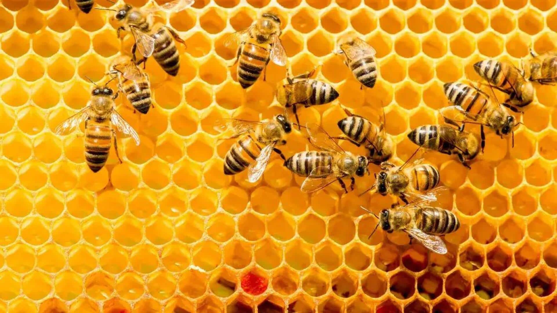 Panduan Dalam Beternak Lebah Di Wilayah Perkotaan Untuk Pemula