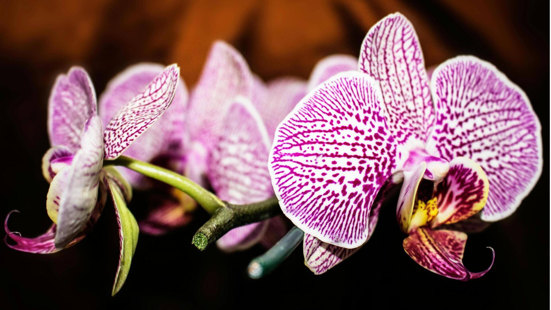 Tips Merawat Anggrek Langka di Dalam Ruangan