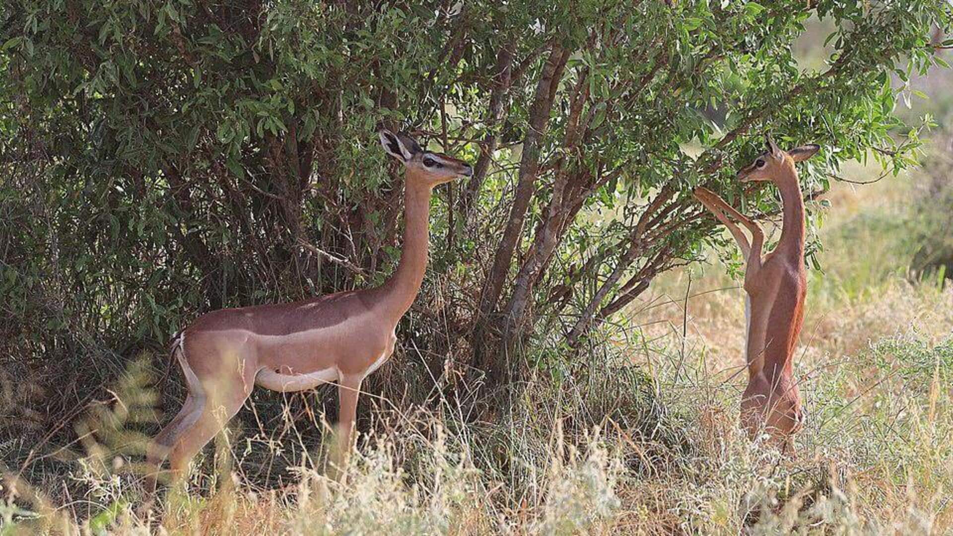 Temukan Lima Fakta Menarik dari Kehidupan Rusa Berleher Panjang