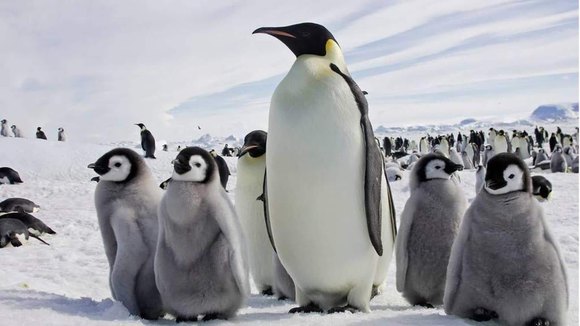 Teknik Pengasuhan Komunal Penguin yang Menarik