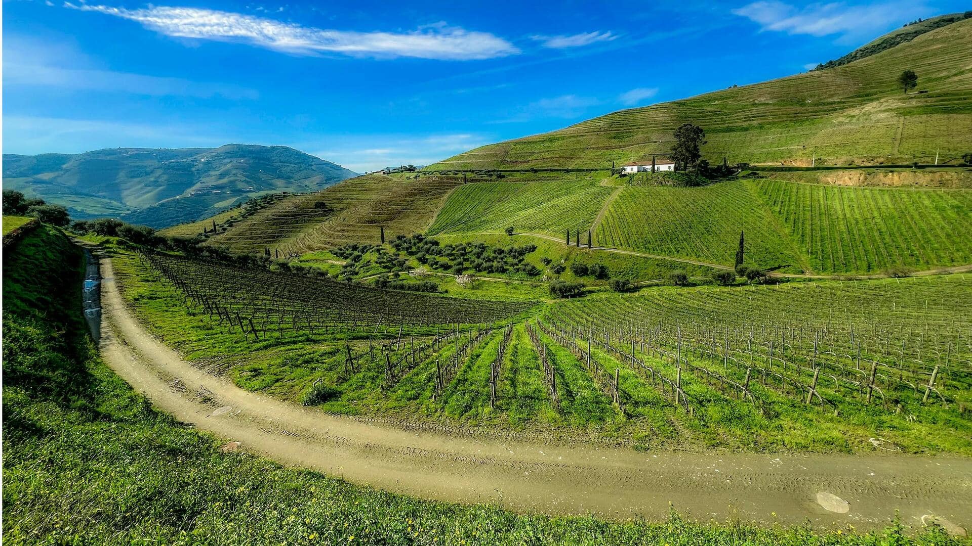 Jelajahi Lembah Douro di Portugal untuk Tur Anggur Tak Terlupakan