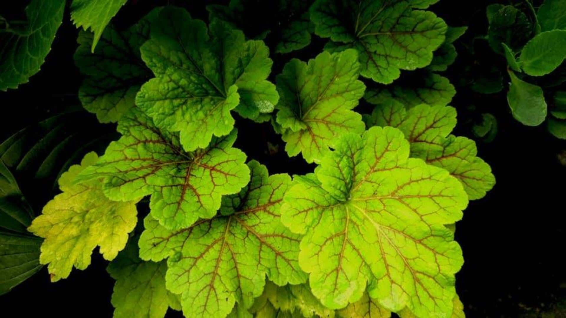 Tanaman Menakjubkan untuk Kebun Teduh