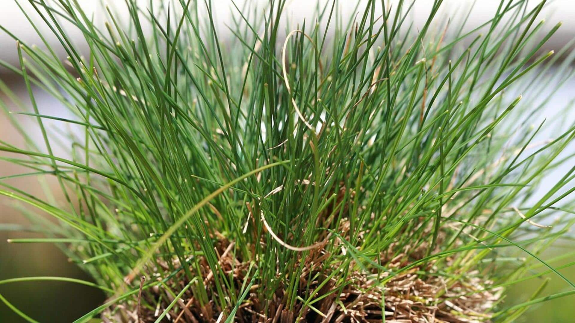Rumput Hias yang Mudah Dirawat untuk Kebun di Perkotaan