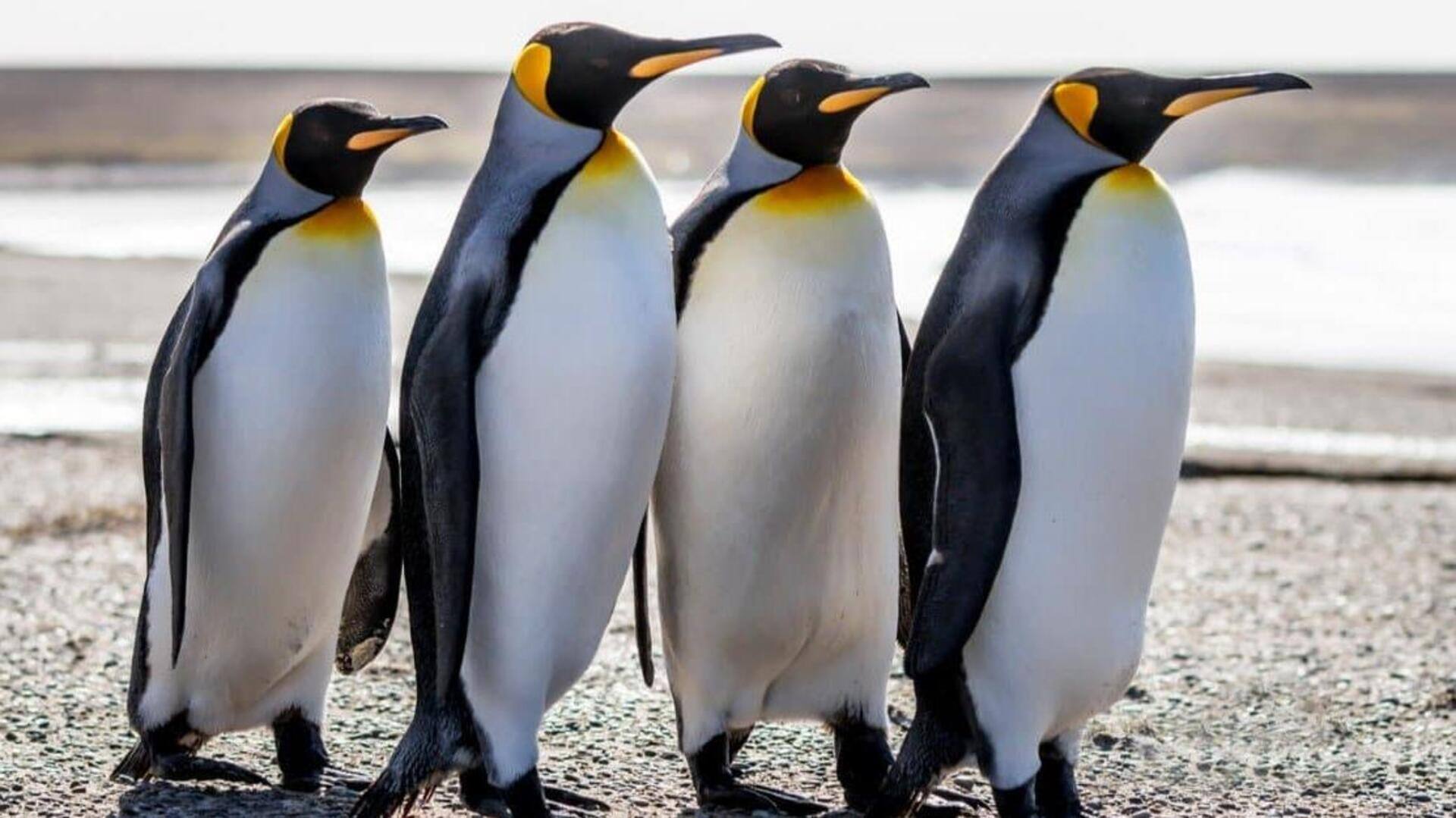 Mengamati Penampilan Penguin yang Layaknya Mengenakan Tuksedo