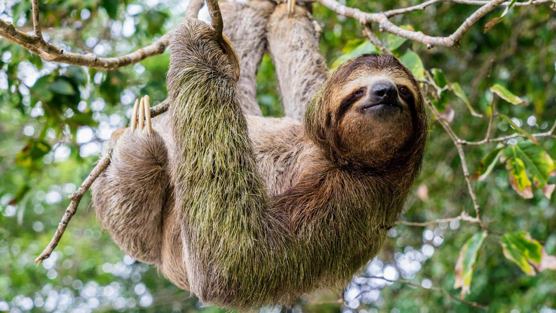 Manfaat Gerakan Lambat dalam Kehidupan Sehari-hari Kungkang