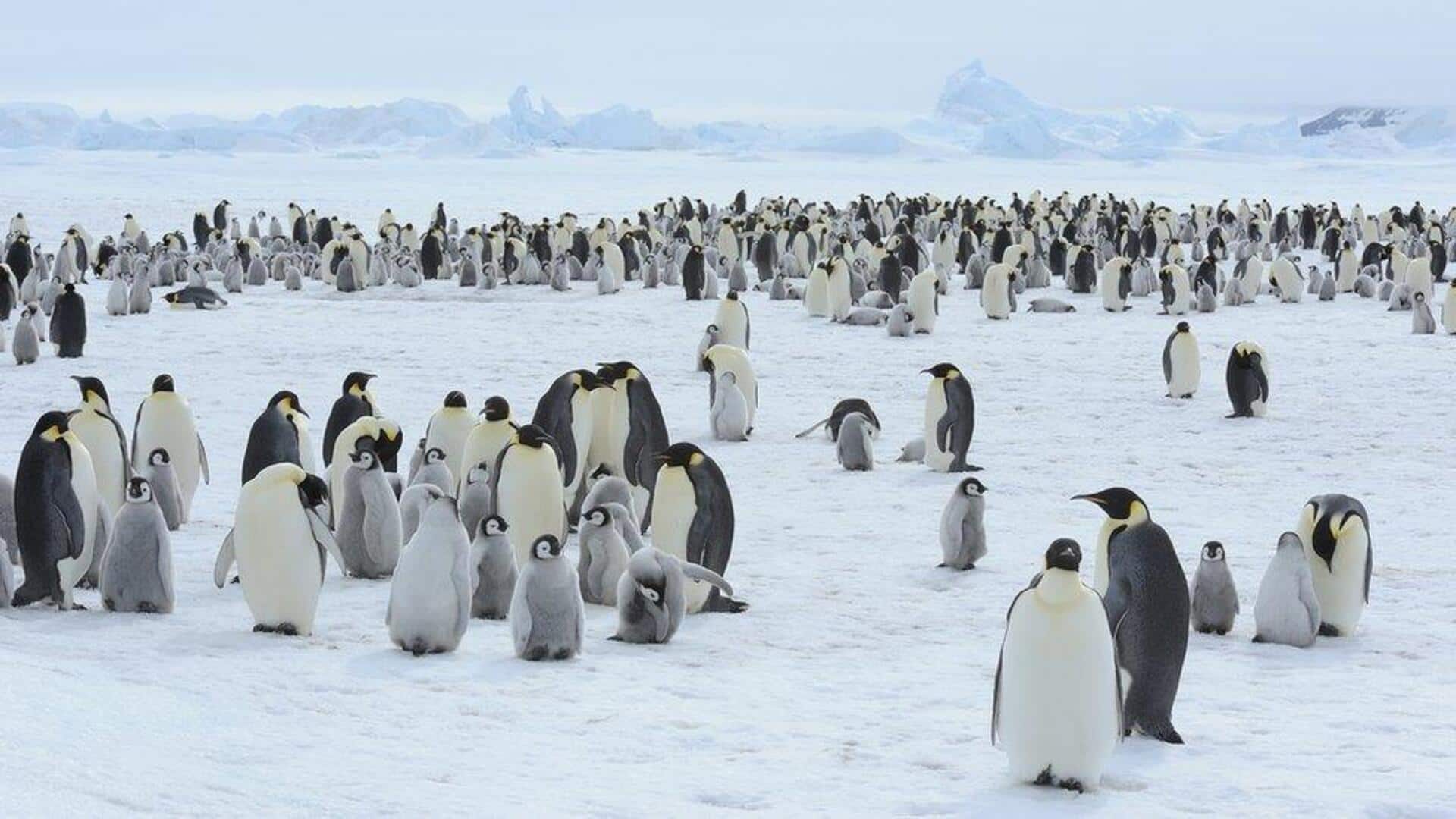 Mengungkap Fakta dari Lima Bentuk Formasi Koloni Penguin