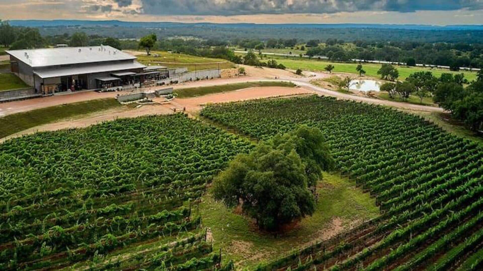 Panduan Untuk Menikmati Kebun Anggur Terbaik Di Austin