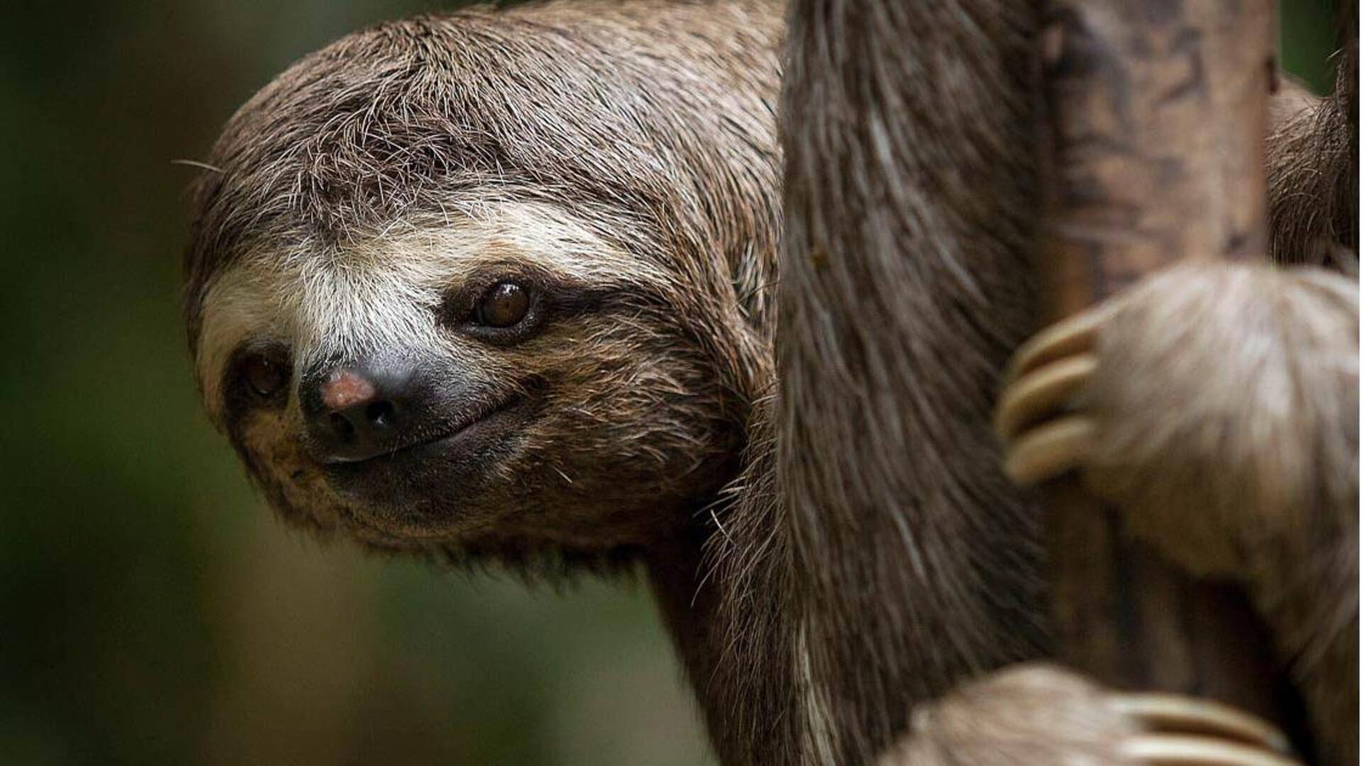 Fakta Unik tentang Gaya Komunikasi Kukang