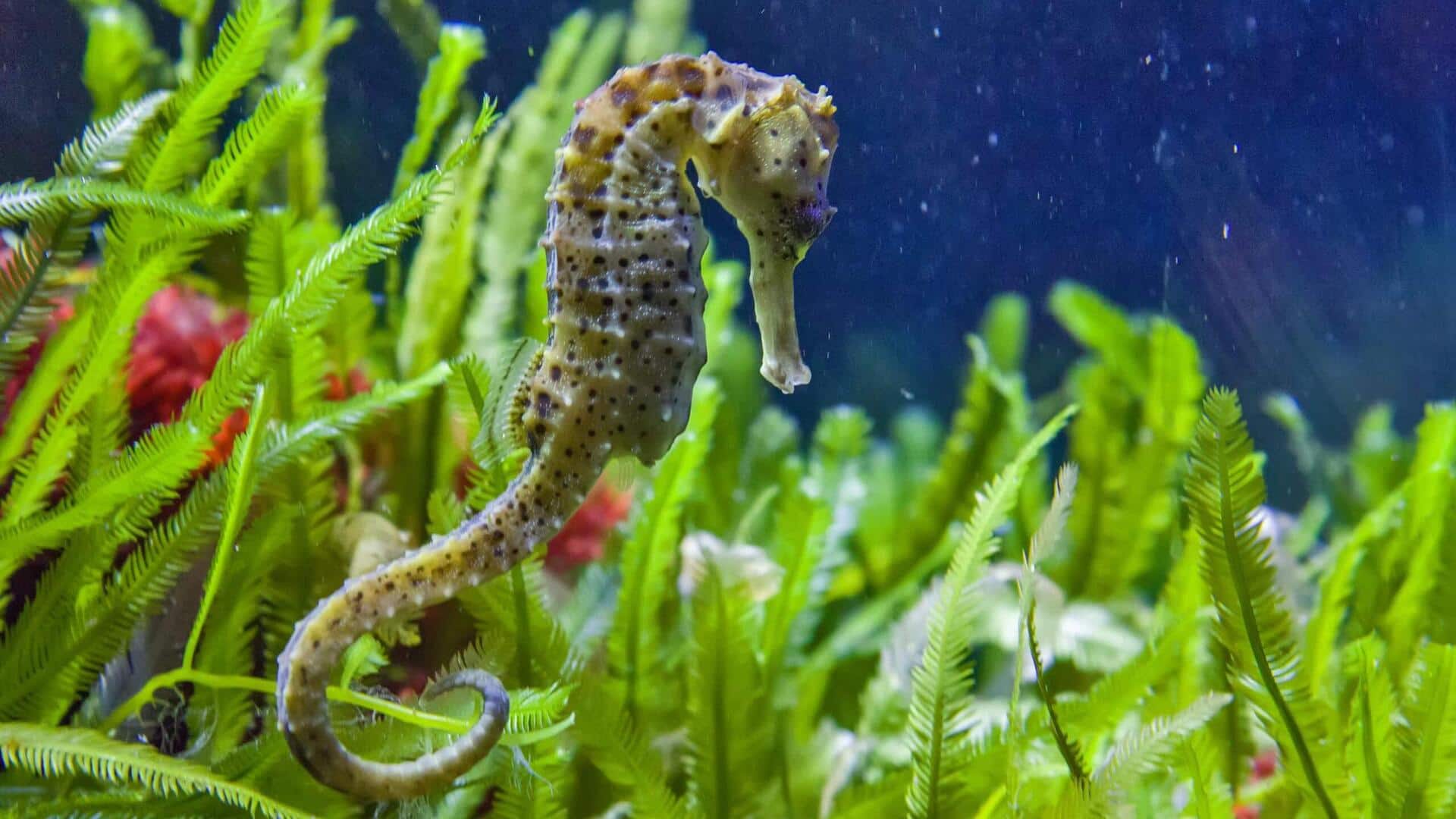 Menjelajahi Habitat dan Cara Adaptasi yang Unik dari Kuda Laut