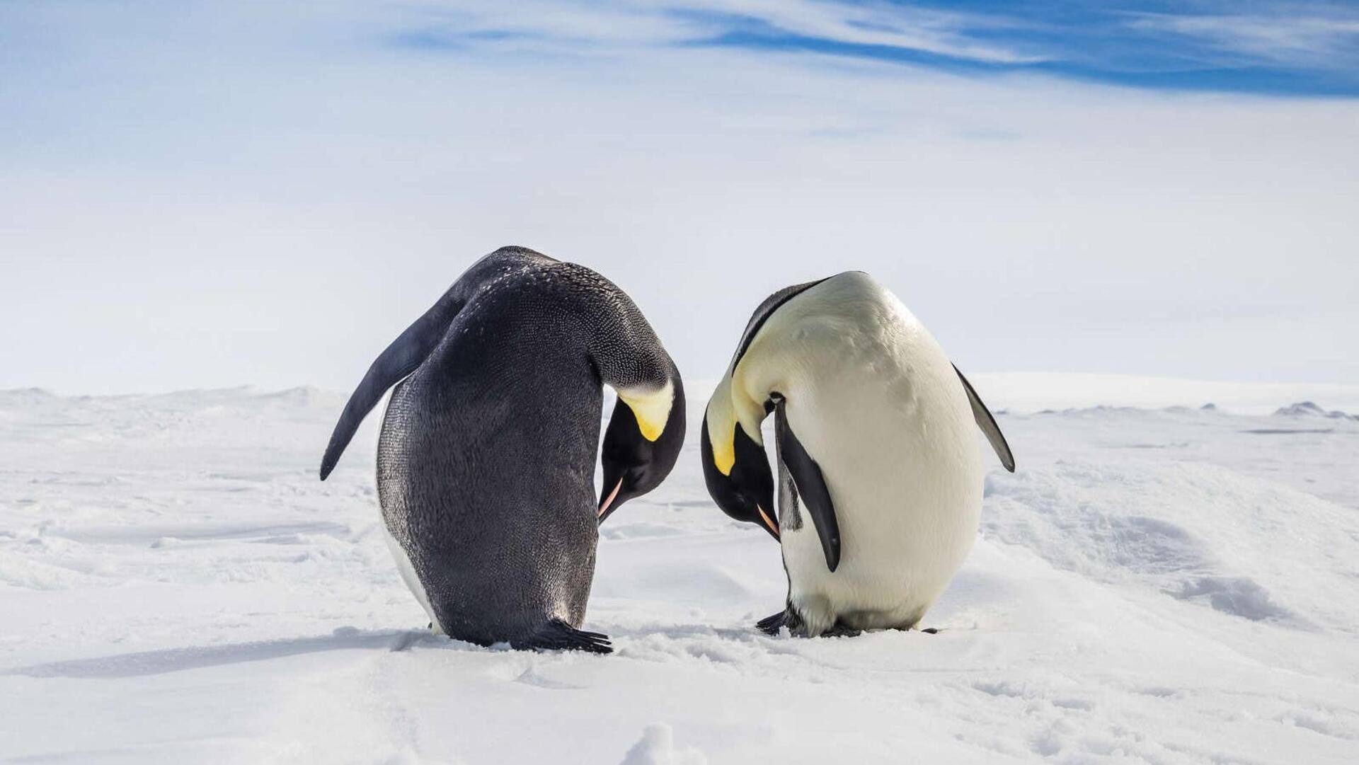 Mengungkap Rahasia di Balik Perawatan Bulu Penguin