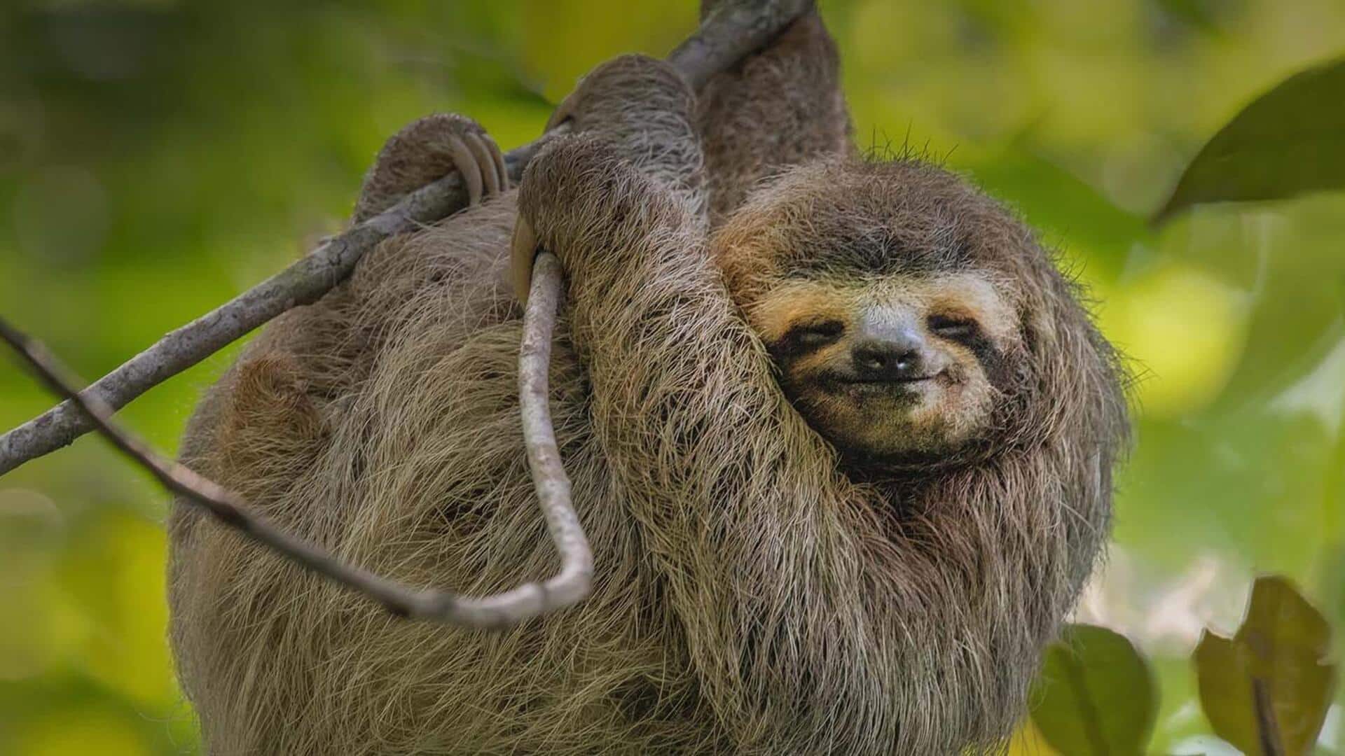 Mengungkap Pola Tidur Kungkang yang Unik