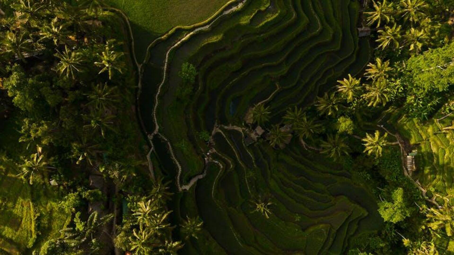 Menjelajahi Teras Sawah dan Desa Budaya Bali Menjelajahi Teras Sawah dan Desa Budaya Bali