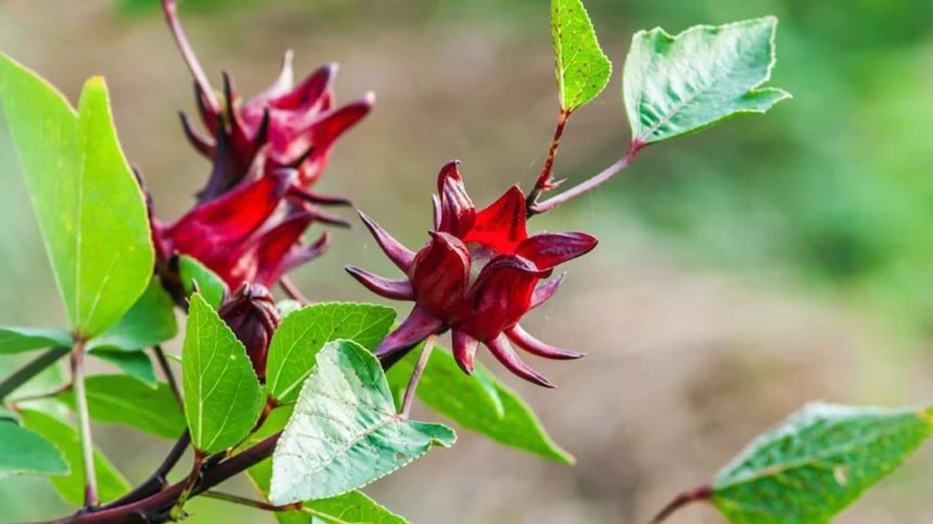 Peran Daun Rosella yang Luar Biasa dalam Masakan Indonesia