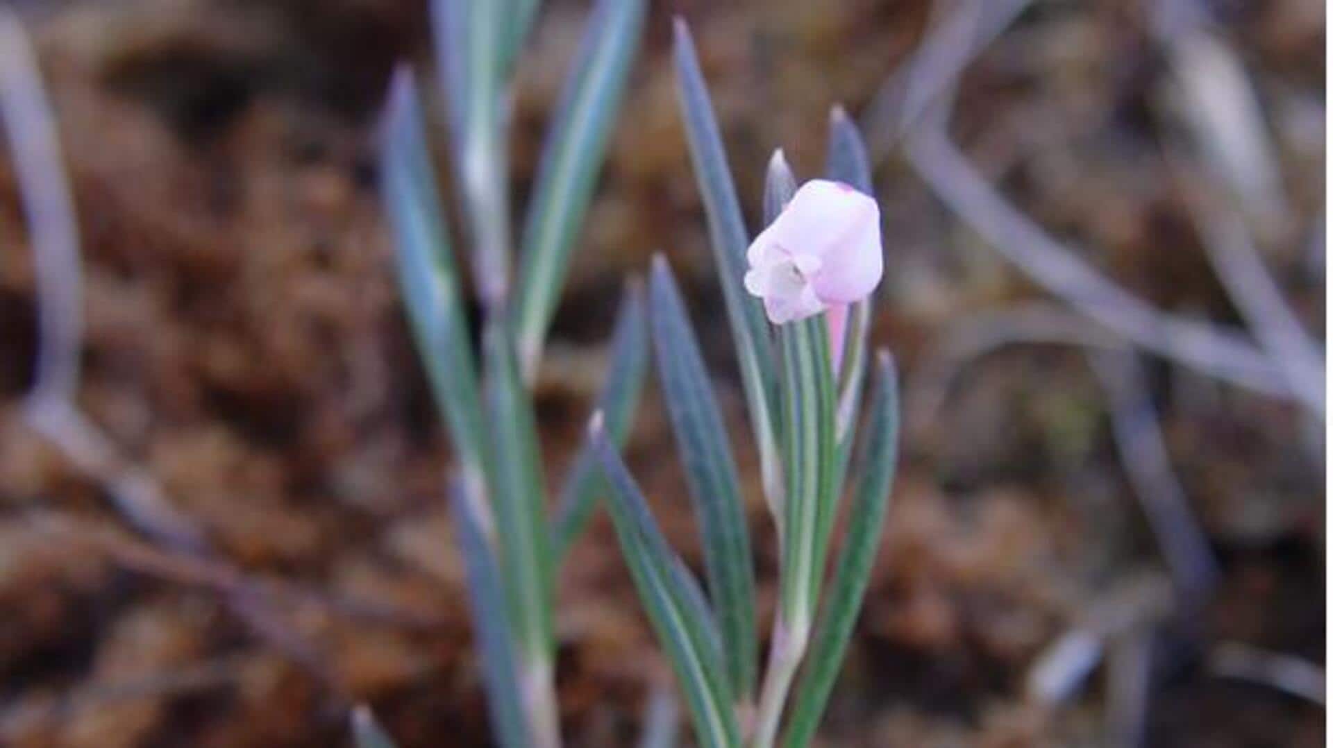 Manfaat Tak Terduga Menanam Bog Rosemary di Dalam Ruangan