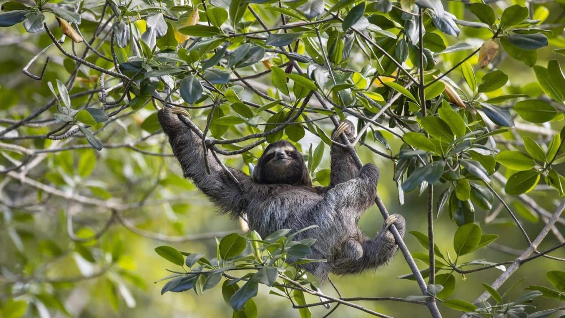 Rahasia Kungkang untuk Bertahan Hidup di Hutan Hujan