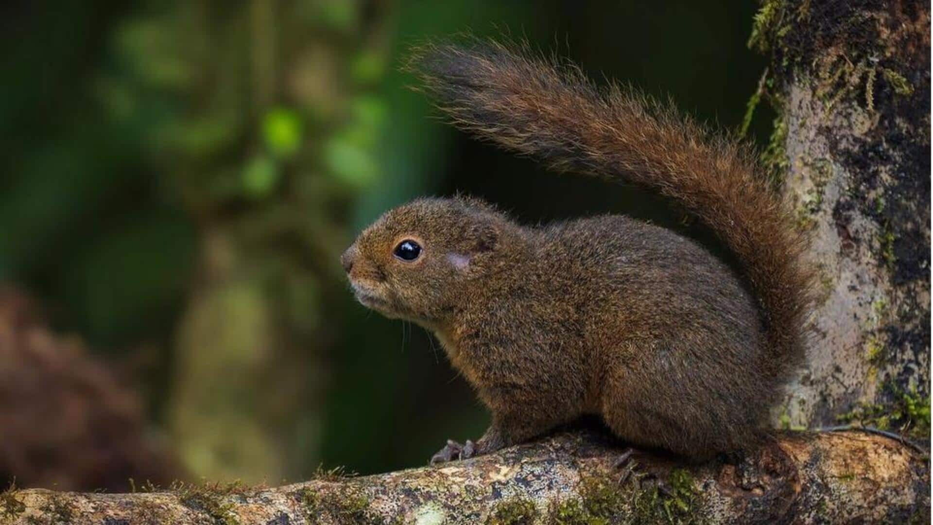 Pengaruh Tupai dalam Mengubah Ekosistem Taman