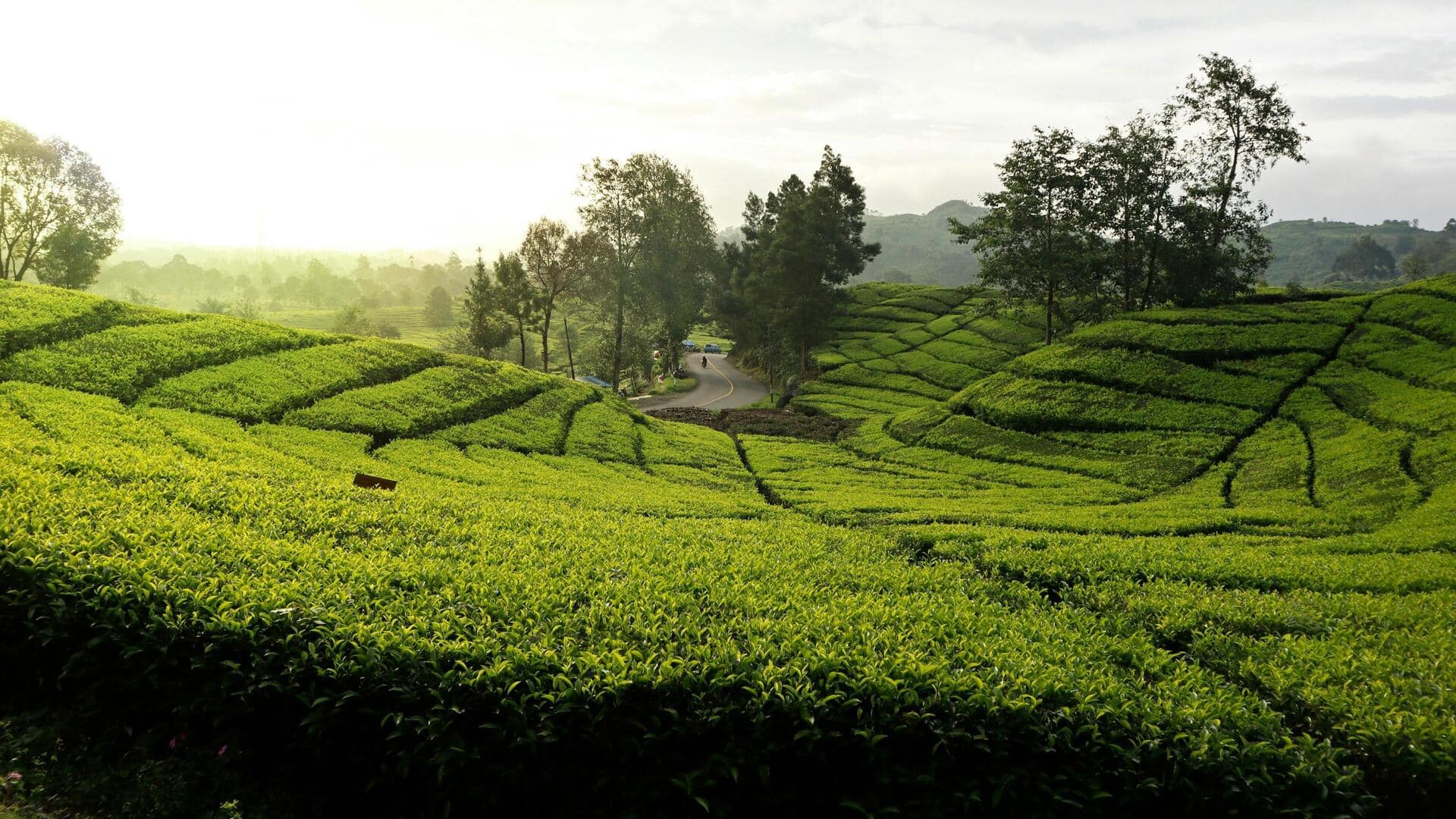 Kebun Teh di Jawa: Fakta Menarik dan Tips Wisata Kebun Teh di Jawa: Fakta Menarik dan Tips Wisata