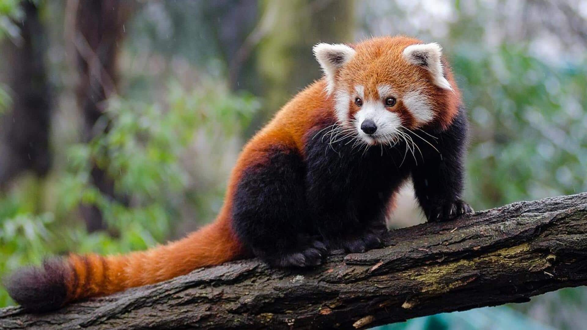 Mempelajari Sifat-Sifat yang Menarik dari Panda Merah Mempelajari Sifat-Sifat yang Menarik dari Panda Merah