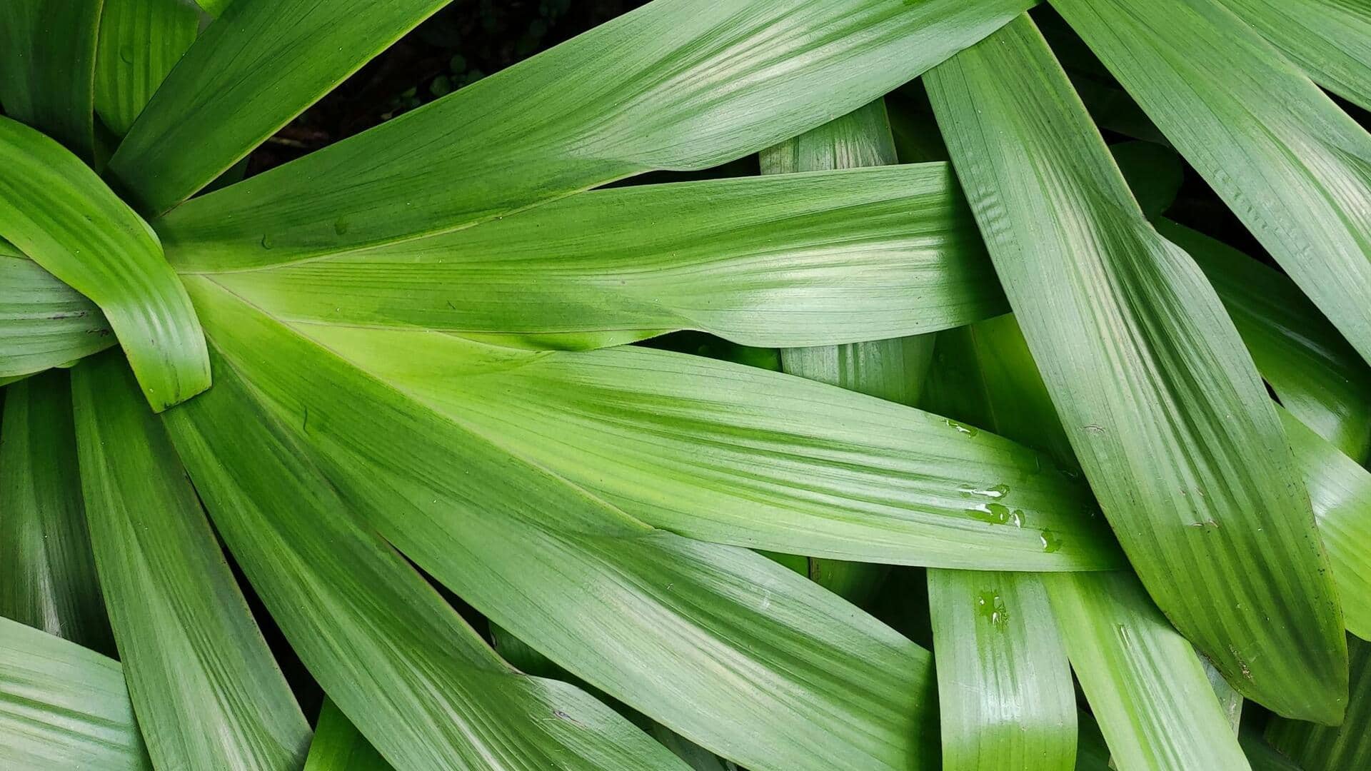 Tanaman Herbal Indonesia yang Bisa Ditanam di Dalam Ruangan