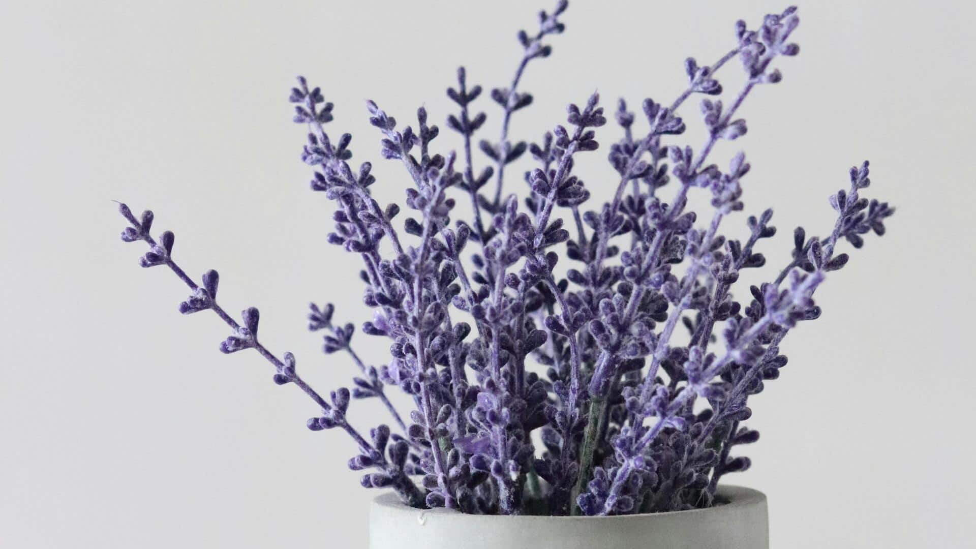 Manfaat Menanam Lavender di Dalam Ruangan untuk Meningkatkan Kualitas Udara