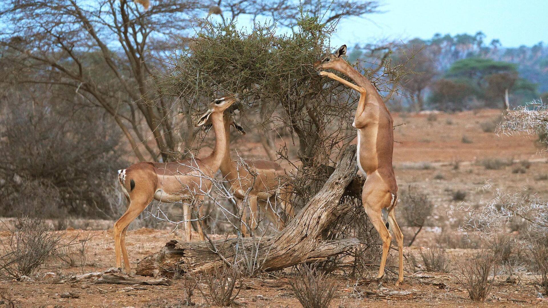 Peran Rusa Berleher Panjang dalam Menjaga Keanekaragaman Hayati Hutan