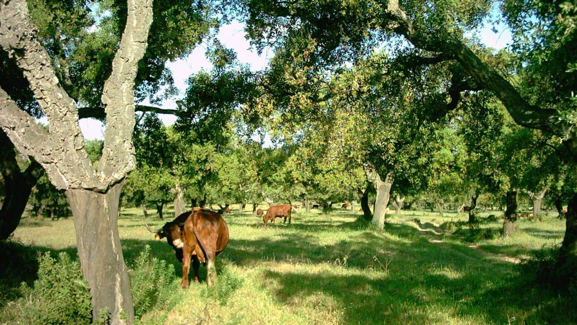 Pesona Desa-Desa di Andalusia, Spanyol