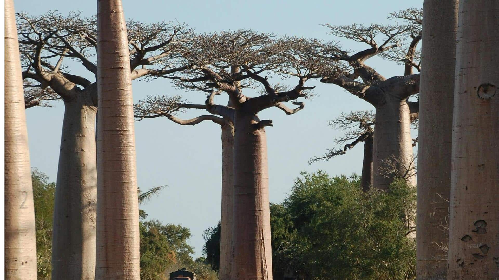 Menjelajahi Keajaiban Hutan Batu di Madagaskar