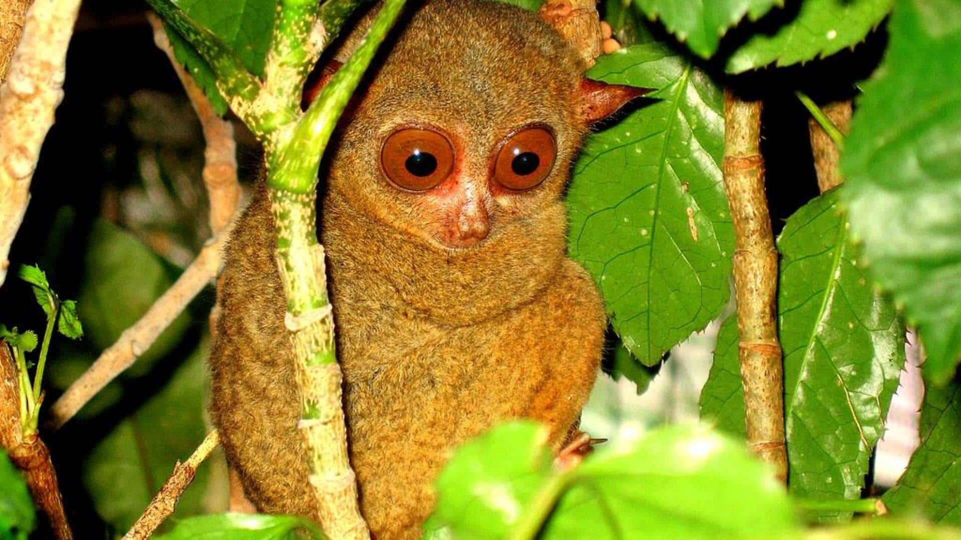 Fakta menarik tentang tarsius Fakta menarik tentang tarsius