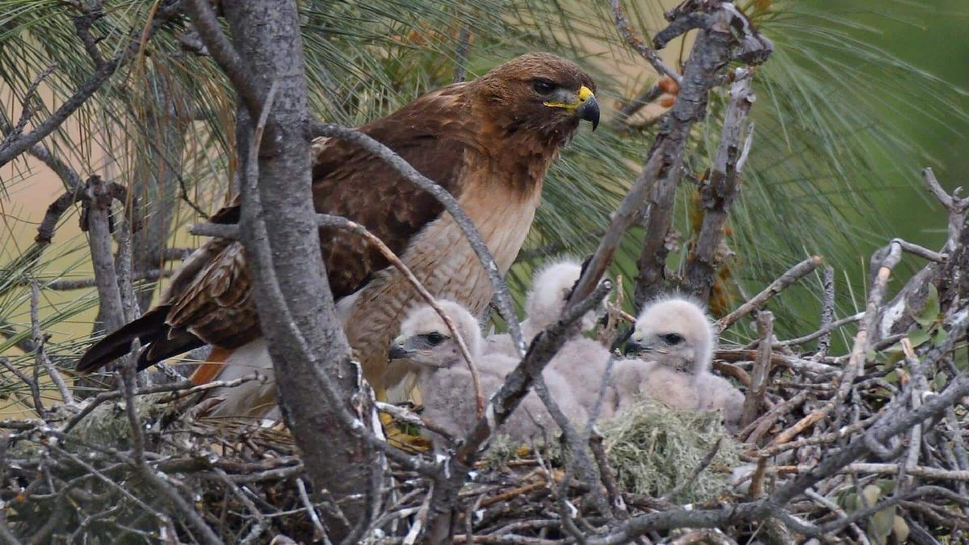 Misteri Sarang Elang: Mengungkap Rahasia Habitat dan Perilaku Misteri Sarang Elang: Mengungkap Rahasia Habitat dan Perilaku