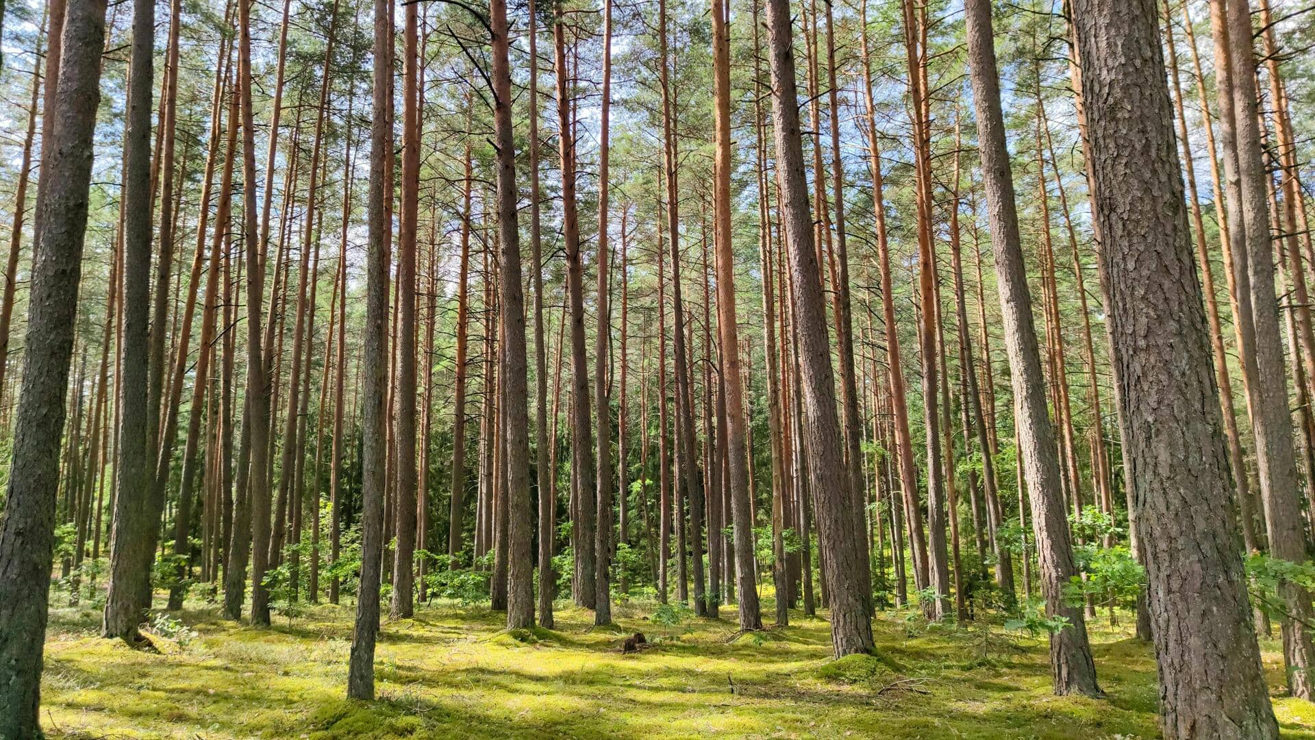Lima Glamping Hutan Pinus Tenang di Lituania untuk Relaksasi