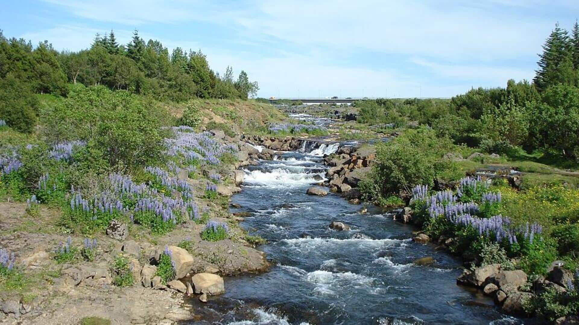 Menjelajahi Taman Rahasia dan Ruang Hijau di Reykjavik