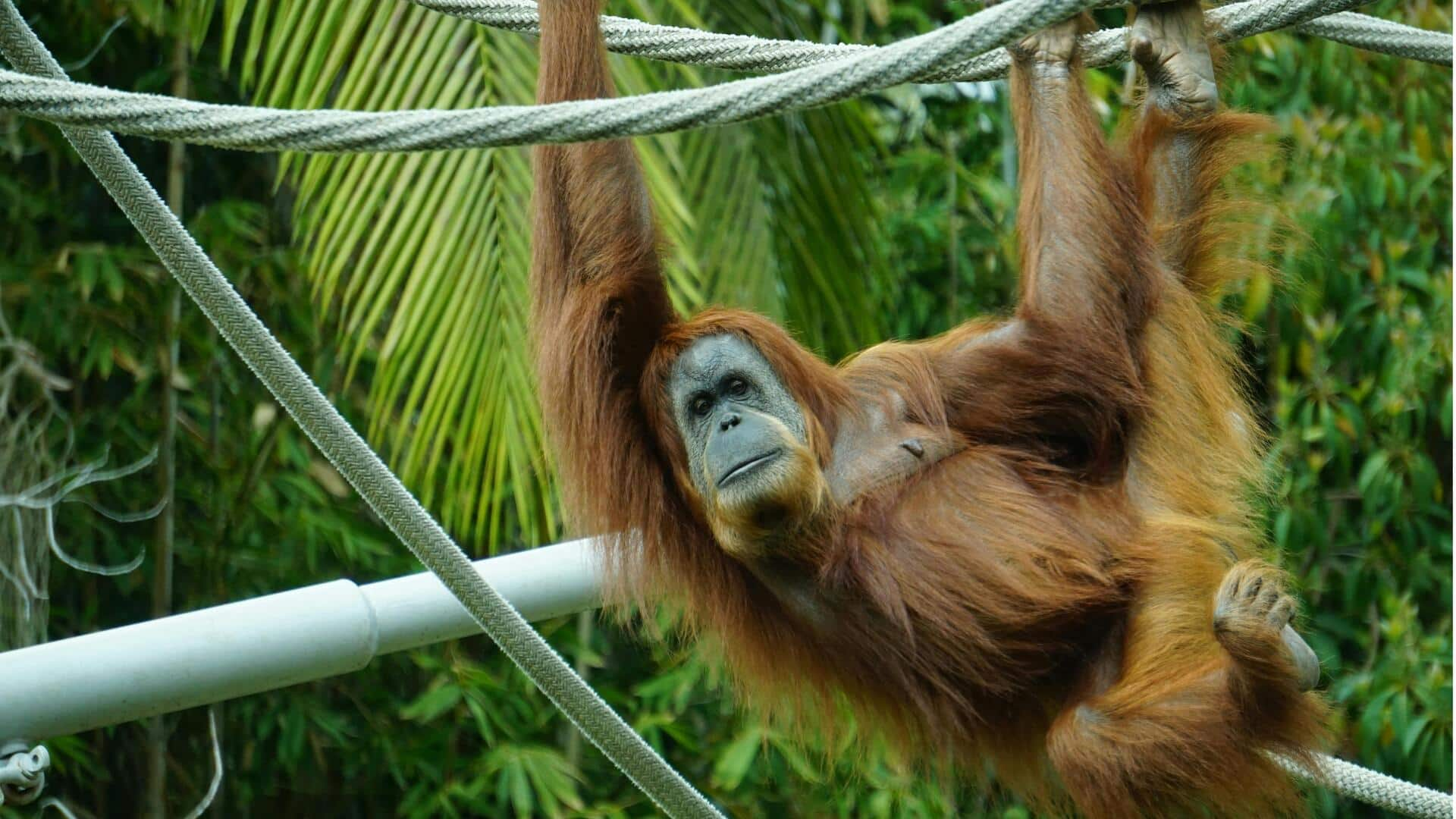 Menjelajahi Keindahan Hutan Hujan Tropis dan Satwa Liar di Taman Nasional Gunung Leuser, Indonesia