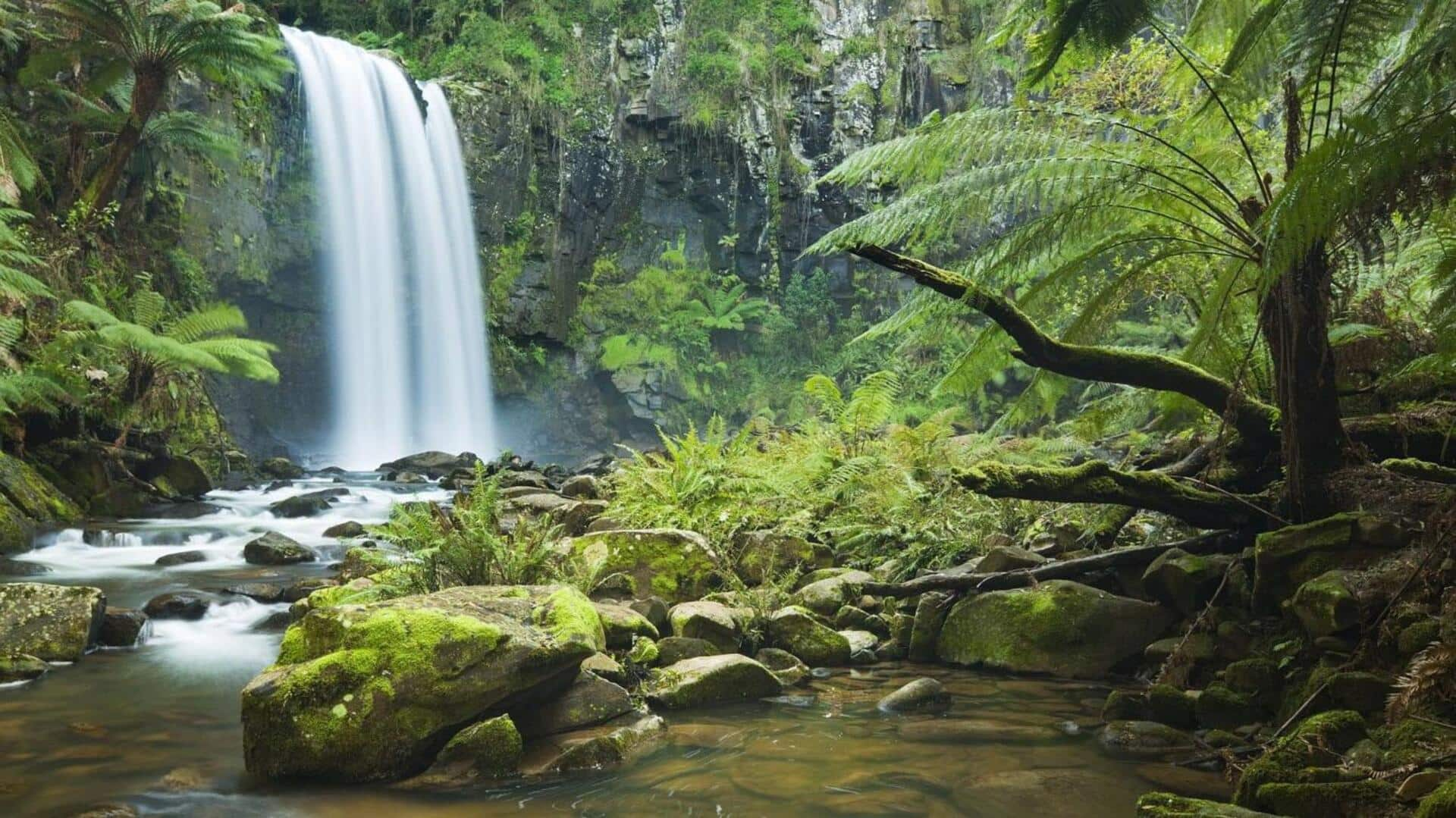 Menjelajahi Keajaiban Hutan Hujan Daintree, Australia