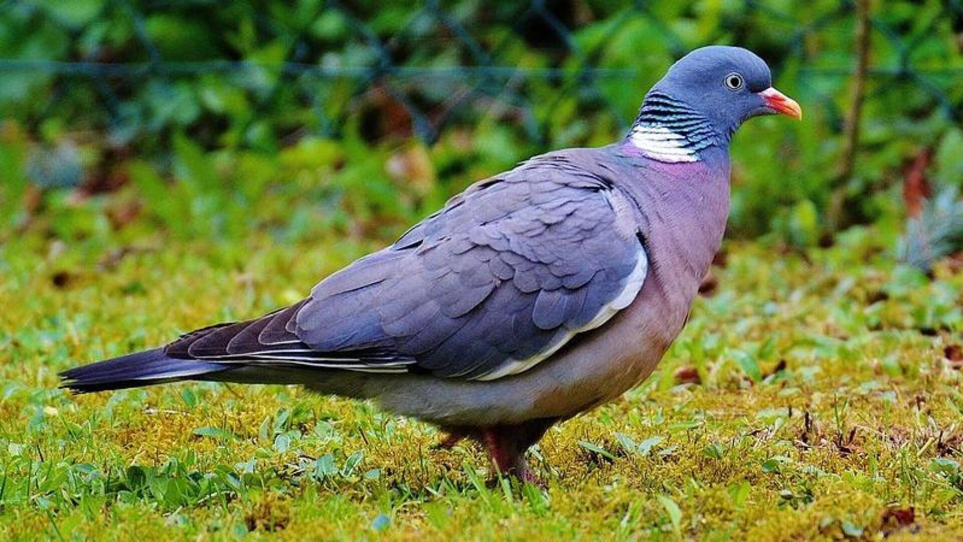 Apa itu balap merpati? Mengungkap olahraga unik ini