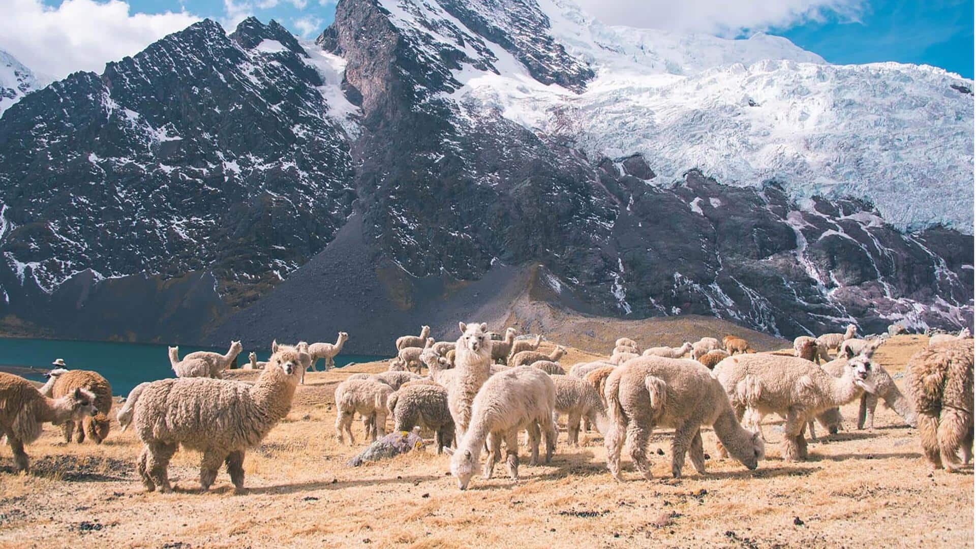 Adaptasi Alpaka di Lingkungan yang Ekstrem